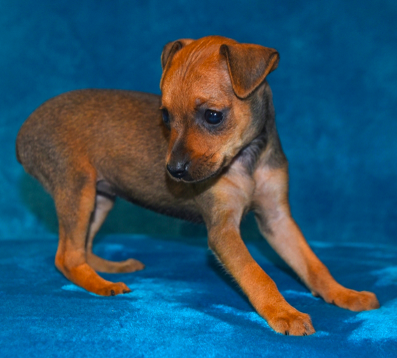 comprar cachorros sanos, baratos y asequibles para la venta